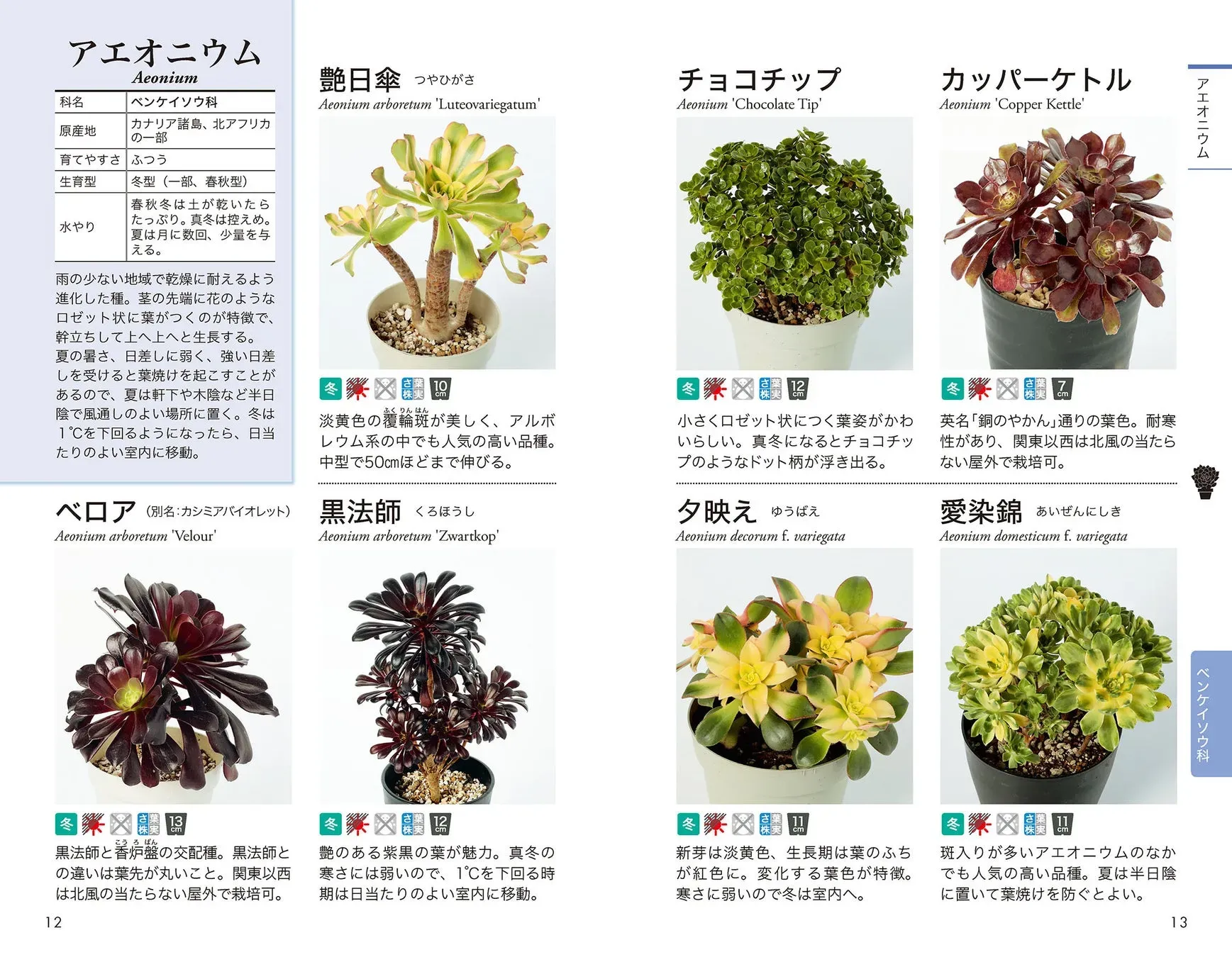 究極の 多肉植物 図鑑：種類から育て方まで完全網羅